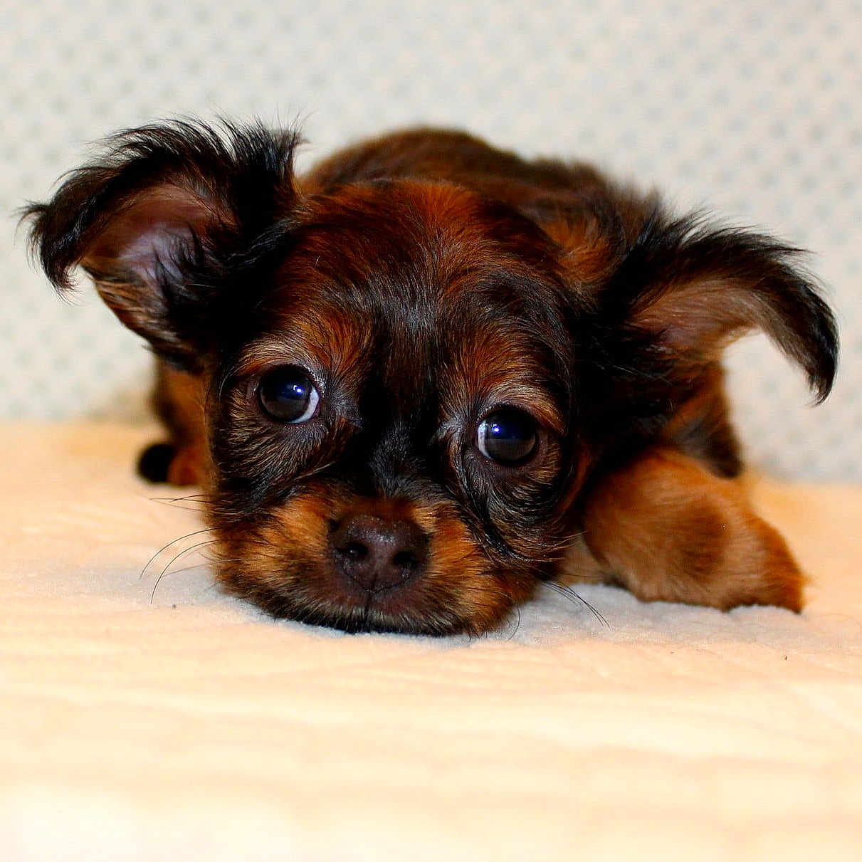 Cachou a rejoint le concours — aidez-le/la à gagner de superbes lots ! adorable, animal, black, brown, closeup, cute, dog, ears, face, fur, indoor, looking_at_camera, lying_down, pet, puppy, resting, small, soft, whiskers, young