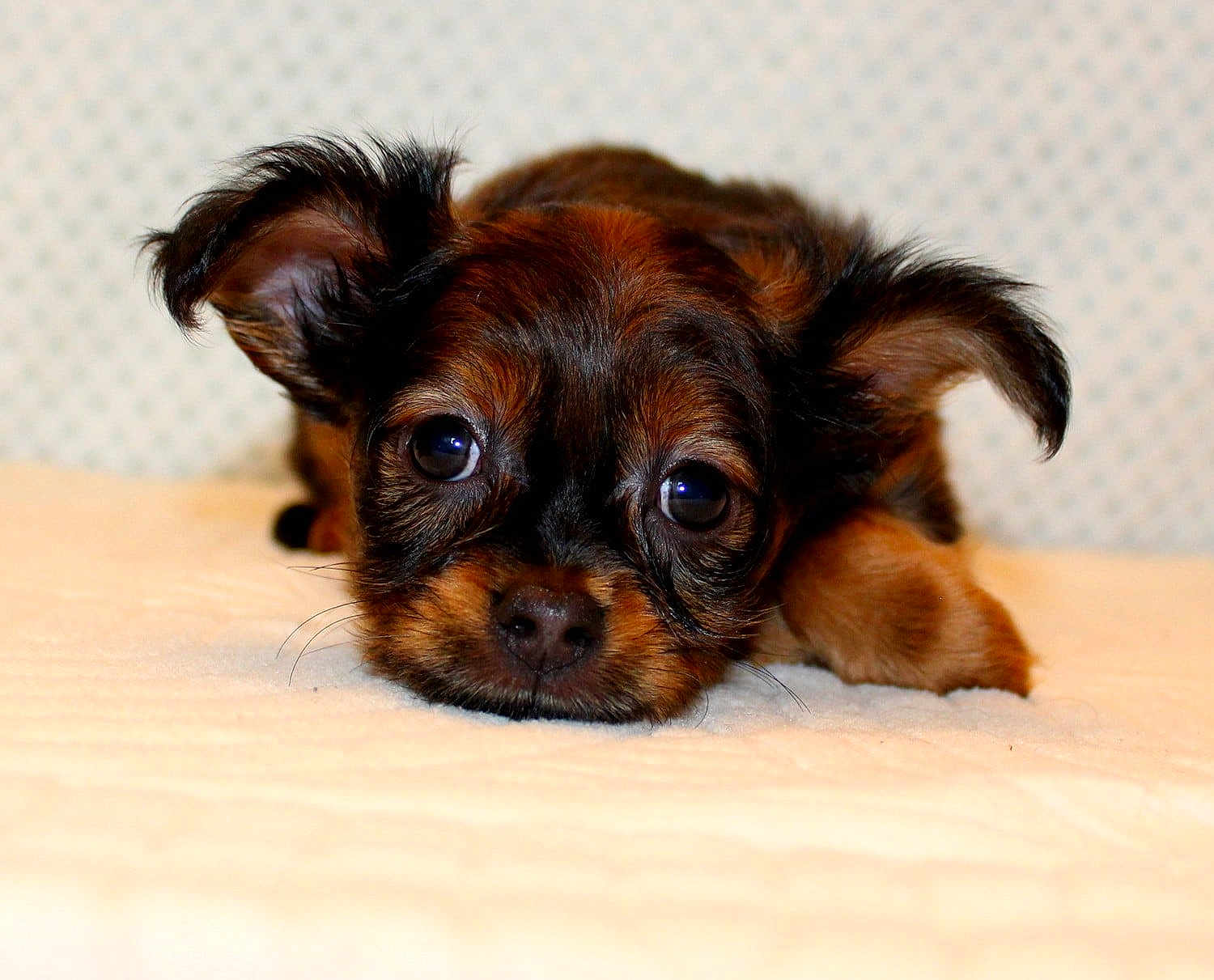 Cachou a rejoint le concours — aidez-le/la à gagner de superbes lots ! puppy, dog, young, cute, lying_down, ears, face, fur, brown, black, pet, animal, closeup, soft, indoor, looking_at_camera, adorable, small, whiskers, resting