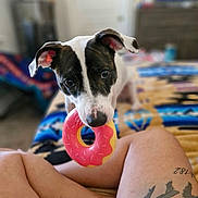 Jade is registered to the contest to win money with this photo: dog, toy, donut, black_and_white, pet, indoor, blanket, person, legs, tattoo, playful, curious, canine, closeup, bedroom, cute, animal, domestic, looking_up, colorful