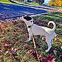 dog, leash, grass, autumn_leaves, sidewalk, trees, street, daylight, suburban, black_and_white, curious, collar, outdoor, fall, nature, sky, residential_area, pet, canine, walk