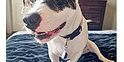 Jade joined the competition — help win amazing prizes! dog, pet, indoor, bed, blanket, collar, furniture, dresser, television, wall_art, happy, closeup, smile, canine, domestic_animal, paw, bedroom, curious, black_and_white, house