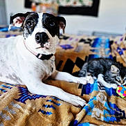 Tombo joined the competition — help win amazing prizes! dog, kitten, cat, pet, animal, bed, blanket, toy, playful, indoor, furry, cute, companion, resting, colorful, patterned, collar, curious, small, cozy
