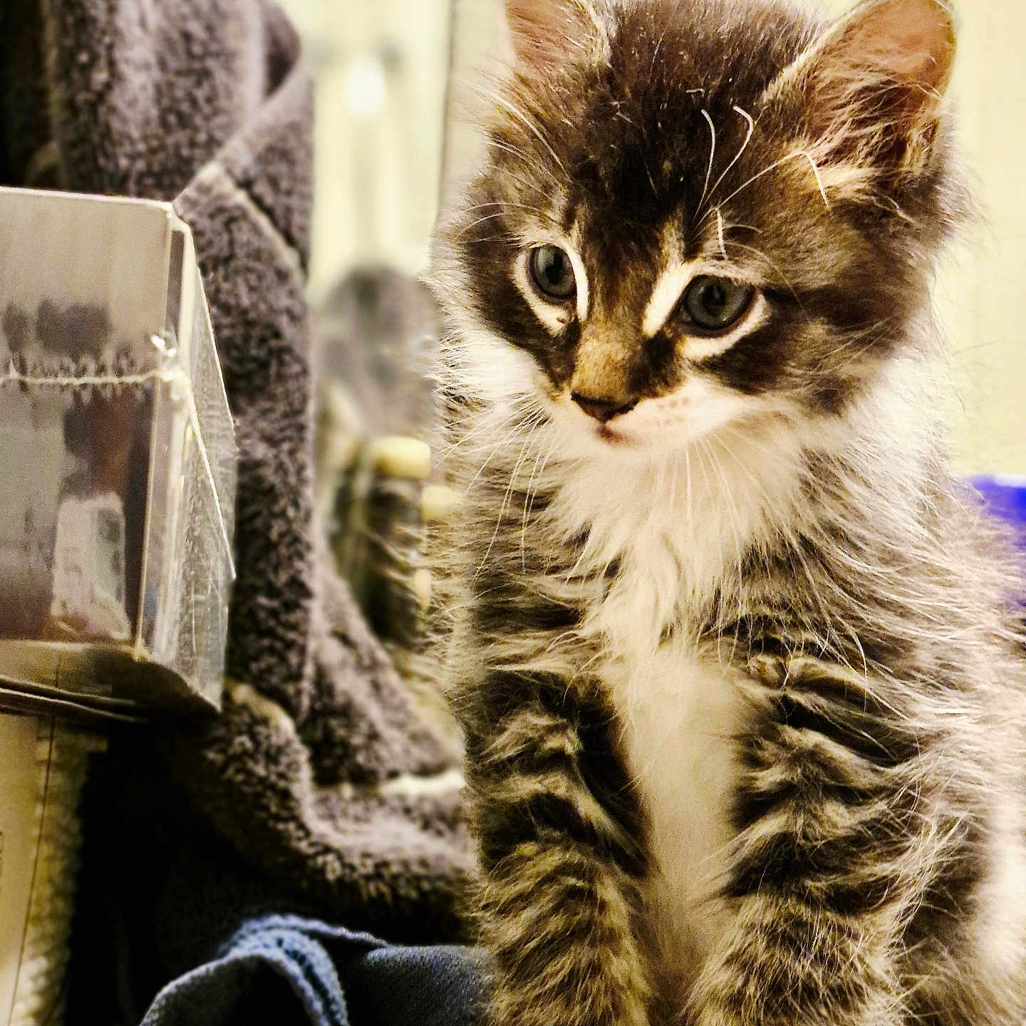 Tombo is registered to the contest to win money with this photo: animal, box, cat, countertop, curious, cute, domestic, feline, fur, household, indoor, kitten, paws, pet, sitting, soft, tabby, towel, whiskers, young