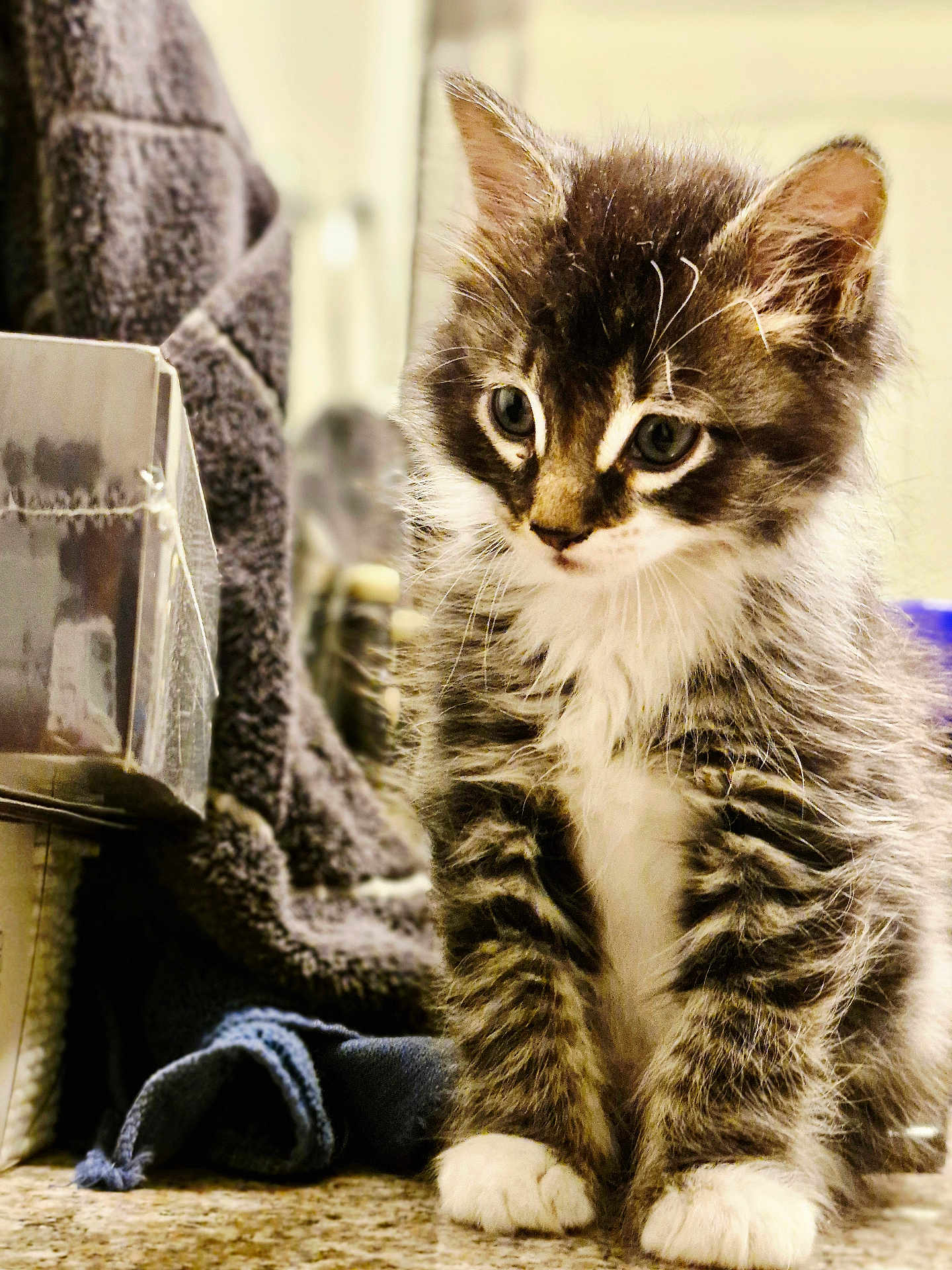 Tombo is registered to the contest to win money with this photo: kitten, cat, fur, whiskers, paws, indoor, household, towel, box, countertop, curious, cute, pet, feline, young, tabby, domestic, animal, soft, sitting