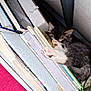 Tombo is registered to the contest to win money with this photo: kitten, cat, sleeping, books, stack, paws, feline, indoor, cozy, resting, fur, cute, small, animal, pet, whiskers, closed_eyes, soft, domestic, napping