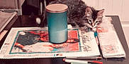 Tombo is registered to the contest to win money with this photo: kitten, cat, table, crafts, pens, container, curious, indoor, furniture, project, packaging, white_paws, fluffy, wooden_table, domestic_cat, pet, playful, closeup, home, curiosity