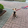 dog, puppy, leash, harness, sidewalk, brick_pattern, bench, grass, bush, park, outdoor, pet, animal, cute, sitting, daytime, canine, young_dog, nature, walk
