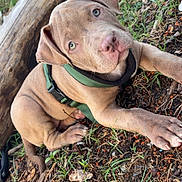Naya a rejoint le concours — aidez-le/la à gagner de superbes lots ! puppy, dog, brown_fur, green_harness, grass, twigs, log, outdoor, cute, pet, animal, young_dog, nature, closeup, lying_down, canine, curious, ears, snout, paw