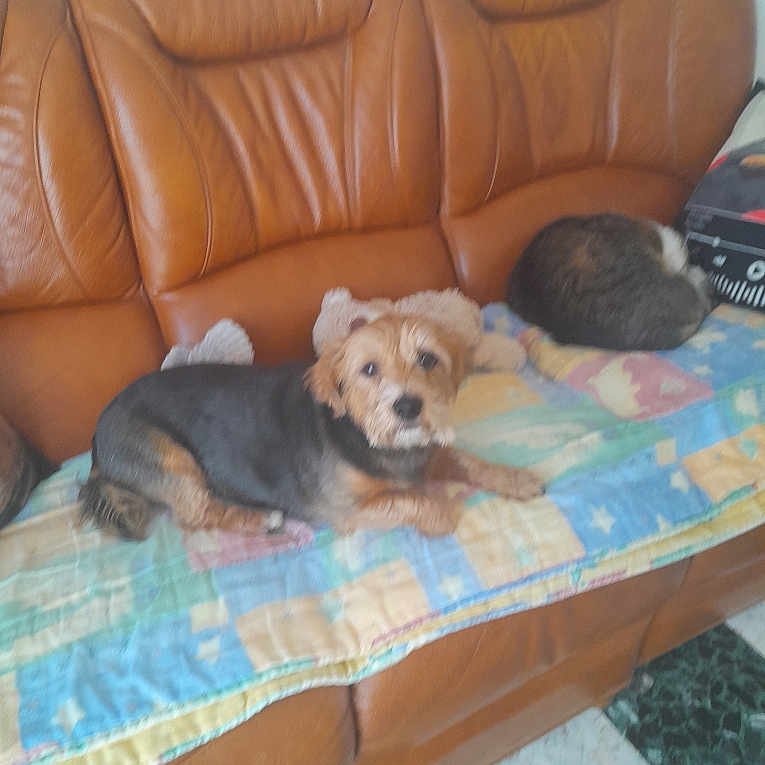 Mouglie