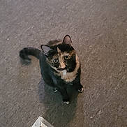 Pheonix joined the competition — help win amazing prizes! cat, tortoiseshell, pet, animal, fur, whiskers, ears, eyes, tail, carpet, floor, indoor, curious, looking_up, alone, small, cute, domestic, feline, sitting