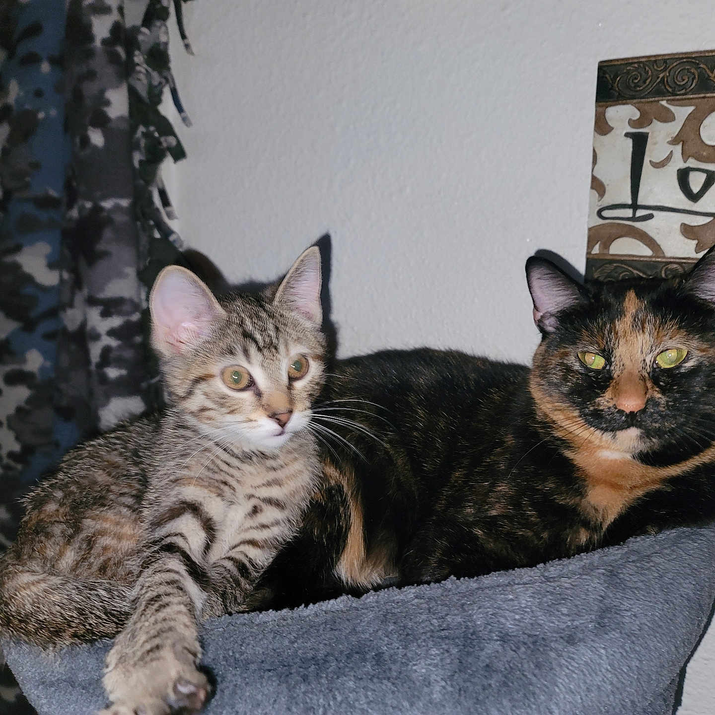Pheonix And Bella