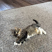 Abby joined the competition — help win amazing prizes! kitten, cat, tabby, white_paws, carpet, string, beads, floor, wooden_floor, furniture_legs, playful, pet, indoor, animal, cute, young_cat, stretching, lying_down, domestic_cat, fur