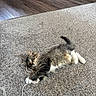 kitten, cat, tabby, white_paws, carpet, string, beads, floor, wooden_floor, furniture_legs, playful, pet, indoor, animal, cute, young_cat, stretching, lying_down, domestic_cat, fur