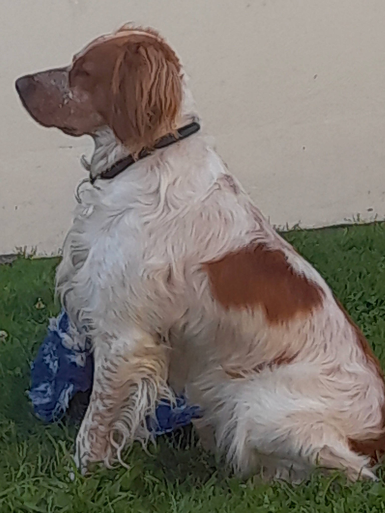 Potter a rejoint le concours — aidez-le/la à gagner de superbes lots ! art, canidae, carnivore, companion_dog, dog, dog_breed, dog_collar, fawn, fur, grass, gun_dog, hunting_dog, liver, pointing_breed, snout, spaniel, sporting_group, tail, working_animal, working_dog