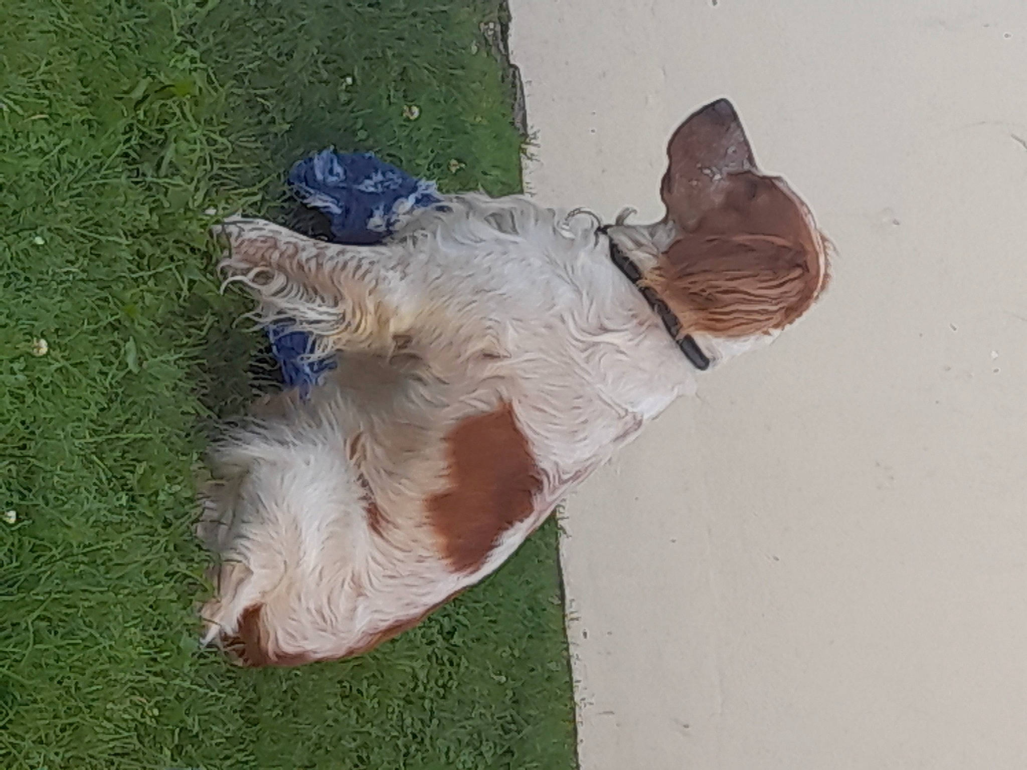 Potter participe au concours pour gagner de l'argent avec cette photo : art, foot, fur, grass, human_leg, people_in_nature, plant, shadow, tail