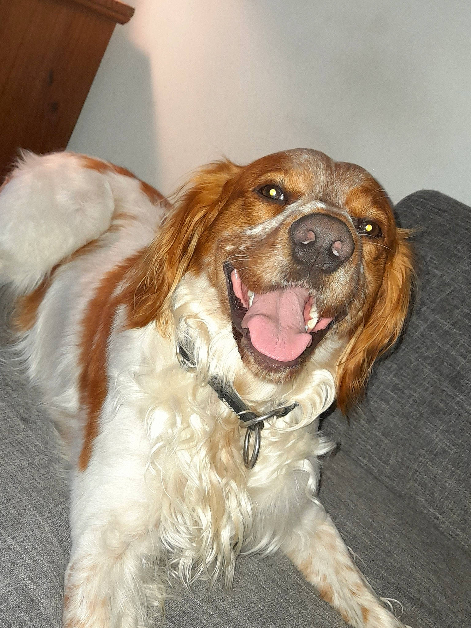 Potter participe au concours pour gagner de l'argent avec cette photo : canidae, carnivore, cocker_spaniel, companion_dog, dog, dog_breed, dog_collar, fang, fawn, fur, gun_dog, irish_red_and_white_setter, liver, smile, snout, spaniel, sporting_group, whiskers, working_animal, yawn