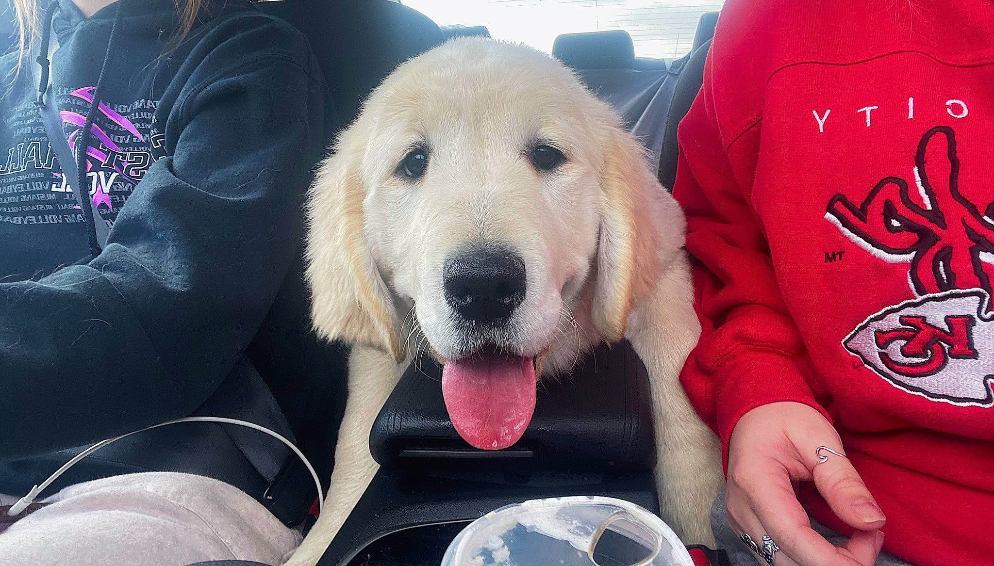 Wrenley is registered to the contest to win money with this photo: canidae, carnivore, collar, companion_dog, dog, dog_breed, dog_supply, fur, happy, paw, puppy_love, recreation, retriever, selfie, smile, snout, sporting_group, tableware