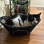 cat, basket, sleeping, black_and_white, wooden_floor, indoor, pet, cozy, resting, feline, woven, home, quiet, fur, relaxing, animal, floor, container, peaceful, domestic