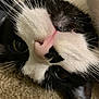 cat, close_up, black_and_white, whiskers, nose, eye, pet, animal, feline, lying_down, carpet, fur, cute, relaxed, indoor, portrait, muzzle, soft, domestic_cat, closeup