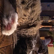 Regan is registered to the contest to win money with this photo: cat, tabby, fluffy, paw, pink_pads, wooden_floor, indoor, houseplant, vase, furniture, relaxed, pet, mammal, whiskers, fur, animal, resting, domestic, cozy, closeup