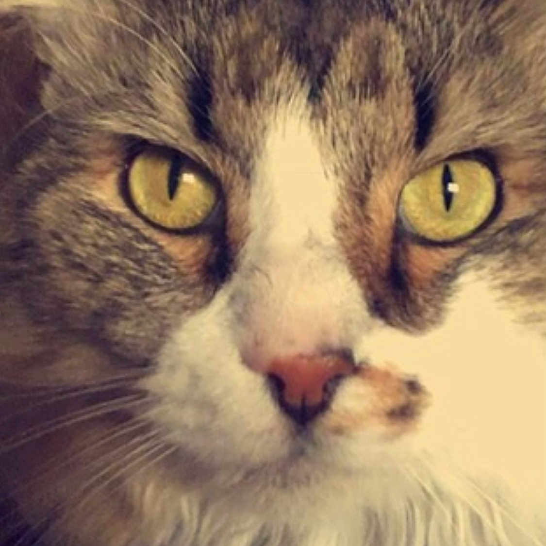 Regan is registered to the contest to win money with this photo: cat, animal, pet, fluffy, close_up, yellow_eyes, face, whiskers, person, human_eyes, portrait, indoor, feline, curious, cute, mammal, fur, nose, mustache, looking_up