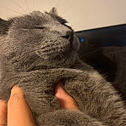 Elmer is registered to the contest to win money with this photo: cat, gray_cat, close_up, pet, feline, fur, whiskers, hand, indoor, relaxed, sleeping, animal, cute, cozy, soft, domestic_animal, mammal, portrait, resting, companion