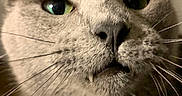 Elmer joined the competition — help win amazing prizes! animal, blurred_background, cat, close, close_up, collar, curious, domestic_cat, ears, face, fang, feline, fur, grey_fur, indoor, looking, muzzle, pet, portrait, whiskers
