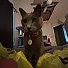 Elmer is registered to the contest to win money with this photo: bed, cat, cat_tree, ceiling_fan, close_up, collar, curious, curtain, dim_lighting, door, furniture, household, indoor, monitor, pet, room, tag, tapestry, window, yellow_bag