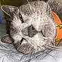 Elmer is registered to the contest to win money with this photo: cat, gray_cat, close_up, pet, collar, orange_collar, fang, sleepy, whiskers, quilted_blanket, indoor, feline, animal, relaxed, face, fur, paw, resting, cute, domestic_cat