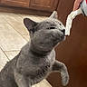 Elmer joined the competition — help win amazing prizes! animal, cat, curious, cute, domestic_cat, feline, food, gray_cat, hand, indoor, interaction, jumping, kitchen, mammal, pet, playful, snack, tile_floor, whipped_cream, wooden_cabinets