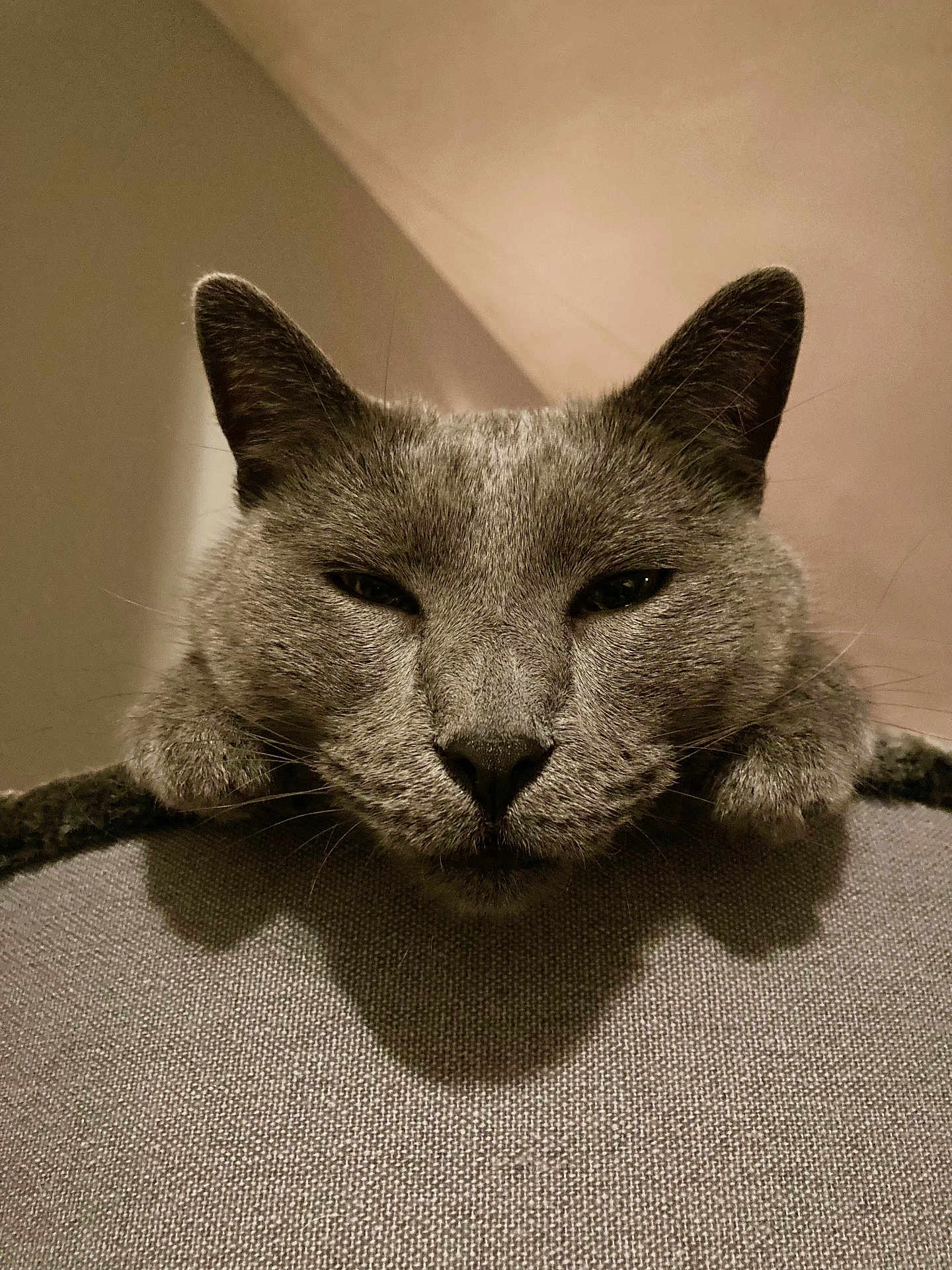 Elmer joined the competition — help win amazing prizes! cat, gray_cat, close_up, resting, indoor, feline, paws, face, whiskers, ears, sleepy, calm, texture, fabric, animal, pet, domestic_animal, cute, mammal, portrait