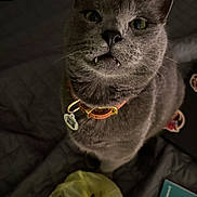 Elmer is registered to the contest to win money with this photo: animal, bed, book, cat, close_up, collar, curious, cute, domestic_cat, ears, eyes, fangs, feline, gray_cat, indoor, looking_up, pet, quilted_bedspread, whiskers, yellow_bag