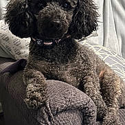 Emma joined the competition — help win amazing prizes! dog, curly_hair, poodle, pet, indoor, couch, gray, relaxed, furniture, collar, closeup, animal, cute, fur, paw, resting, domestic, companion, home, cozy