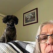 Emma is registered to the contest to win money with this photo: bed, black_collar, brown_dog, casual, closeup, curly_hair, dog, face, furniture, glasses, gray_hair, home, indoor, painting, person, pet, portrait, quilt, relaxed, wall