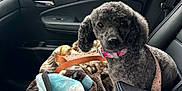 Emma is registered to the contest to win money with this photo: animal, blanket, car_interior, collar, comfort, cozy, curly_fur, dog, door_handle, indoor, leash, looking_at_camera, pet, rain, rain_drops, seat, seatbelt, side_mirror, soft_texture, window