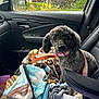 dog, car_interior, blanket, rain, window, leash, seat, pet, curly_fur, collar, rain_drops, door_handle, side_mirror, comfort, cozy, animal, looking_at_camera, indoor, soft_texture, seatbelt