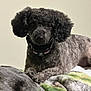 dog, poodle, black_dog, curly_fur, pet, collar, blanket, indoor, lying_down, cute, animal, fur, pet_accessory, domestic_animal, canine, resting, closeup, companion, cozy, curious