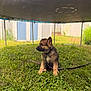 puppy, dog, german_shepherd, grass, outdoor, leash, trampoline, yard, fence, shed, pet, young_dog, animal, nature, summer, greenery, cute, sitting, canine, domestic_animal