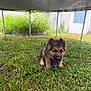 Grizzly joined the competition — help win amazing prizes! puppy, german_shepherd, dog, grass, outdoor, trampoline, young_animal, pet, nature, greenery, backyard, playful, cute, animal, fur, canine, small, adorable, sunlight, summer