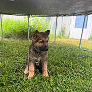 Grizzly joined the competition — help win amazing prizes! puppy, german_shepherd, dog, grass, outdoor, trampoline, leash, greenery, garden, young_animal, pet, cute, animal, nature, summer, fence, playful, sitting, domestic_animal, canine