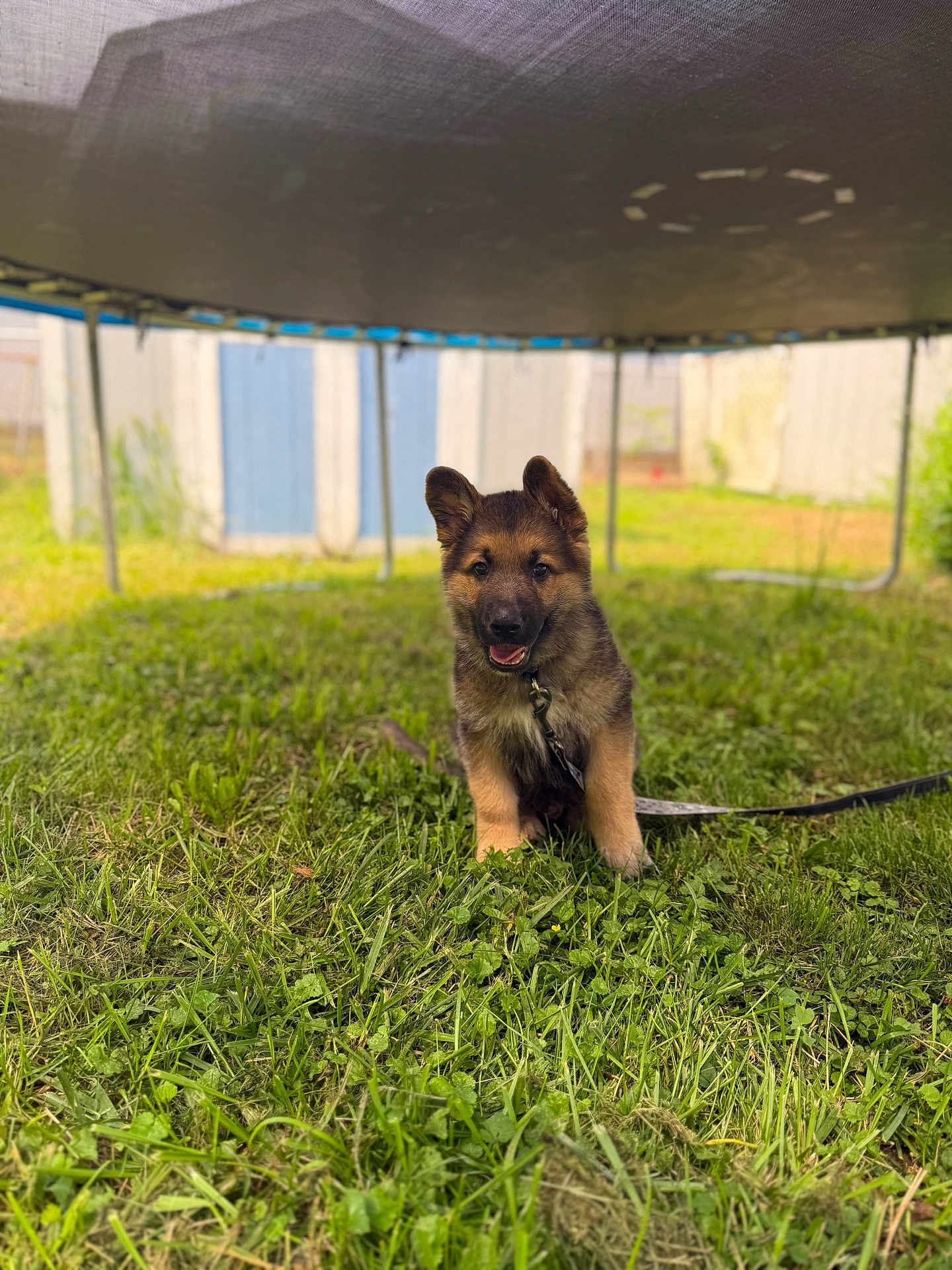 Grizzly joined the competition — help win amazing prizes! puppy, german_shepherd, dog, grass, leash, trampoline, backyard, outdoor, pet, young_dog, playful, fence, shed, greenery, cute, animal, smiling, sitting, nature, sunlight