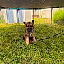 Grizzly joined the competition — help win amazing prizes! puppy, dog, german_shepherd, grass, outdoor, trampoline, leash, backyard, shed, greenery, pet, young_dog, nature, animal, fence, sunlight, playful, cute, small_dog, summer