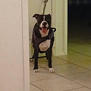 Storm is registered to the contest to win money with this photo: animal, animal_care, black_and_white, blurred, canine, companion, dog, domestic_animal, door, door_handle, floor, home, indoor, leash, mouth_open, night, panting, pet, standing, tile_floor