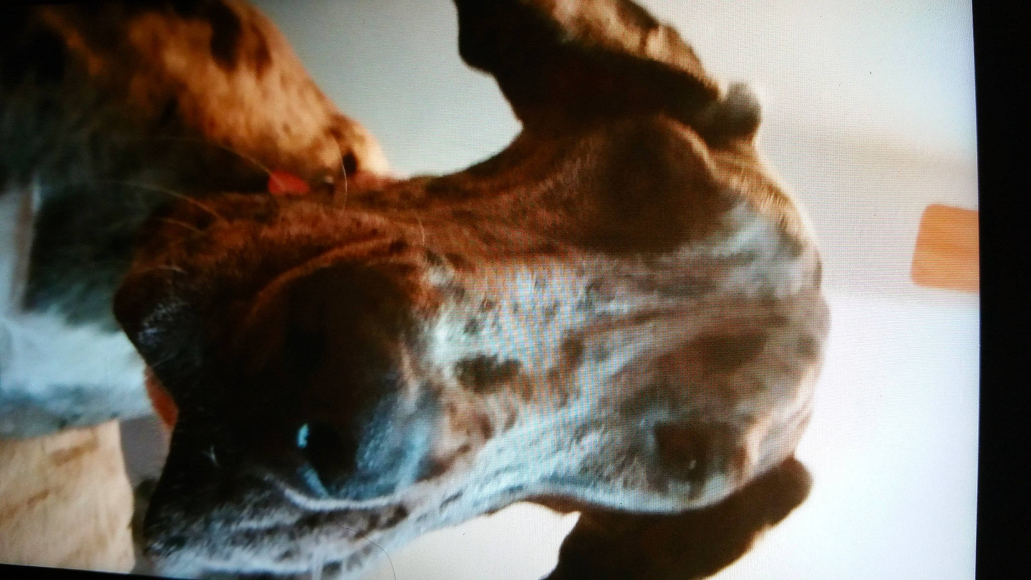 Pyper Lou joined the competition — help win amazing prizes! canidae, carnivore, comfort, companion_dog, dog, dog_breed, ear, fawn, felidae, fur, gesture, jaw, liver, small_to_medium_sized_cats, snout, sporting_group, tail, whiskers, wood, working_animal