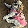 Precious Girl joined the competition — help win amazing prizes! dog, small_dog, fluffy, pink_clothing, outfit, pet, indoor, wooden_floor, cute, looking_up, fur, canine, animal, laying_down, adorable, domestic_animal, clothing, pet_accessory, fur_texture, resting