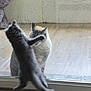 animal, cat, curious, domestic, feline, glass_door, gray_fur, home, indoor, interaction, kitten, paw, pet, playful, reflection, striped_fur, stuffed_animal, window, wooden_floor, young_cat