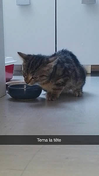 Kitty a rejoint le concours — aidez-le/la à gagner de superbes lots ! carnivore, cat, cat_supply, claw, comfort, domestic_short_haired_cat, felidae, flooring, fur, paw, room, serveware, sitting, small_to_medium_sized_cats, snout, tableware, tail, terrestrial_animal, whiskers, window