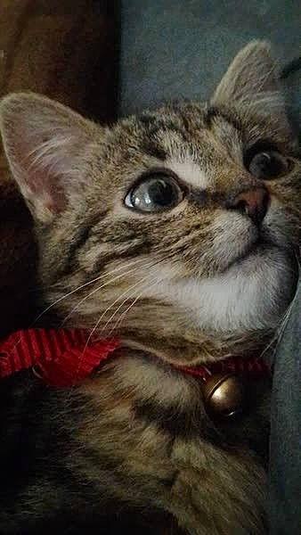 Kitty a rejoint le concours — aidez-le/la à gagner de superbes lots ! carnivore, cat, collar, domestic_short_haired_cat, felidae, fur, small_to_medium_sized_cats, snout, terrestrial_animal, tree, whiskers, wildlife, window