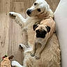 Umy Et Ella participe au concours pour gagner de l'argent avec cette photo : dog, golden_retriever, pug, indoor, wooden_floor, pet_toy, plush_toy, lying_down, cute, companion, animal, domestic, flooring, looking_up, pet, small_dog, large_dog, relaxed, cozy, playful