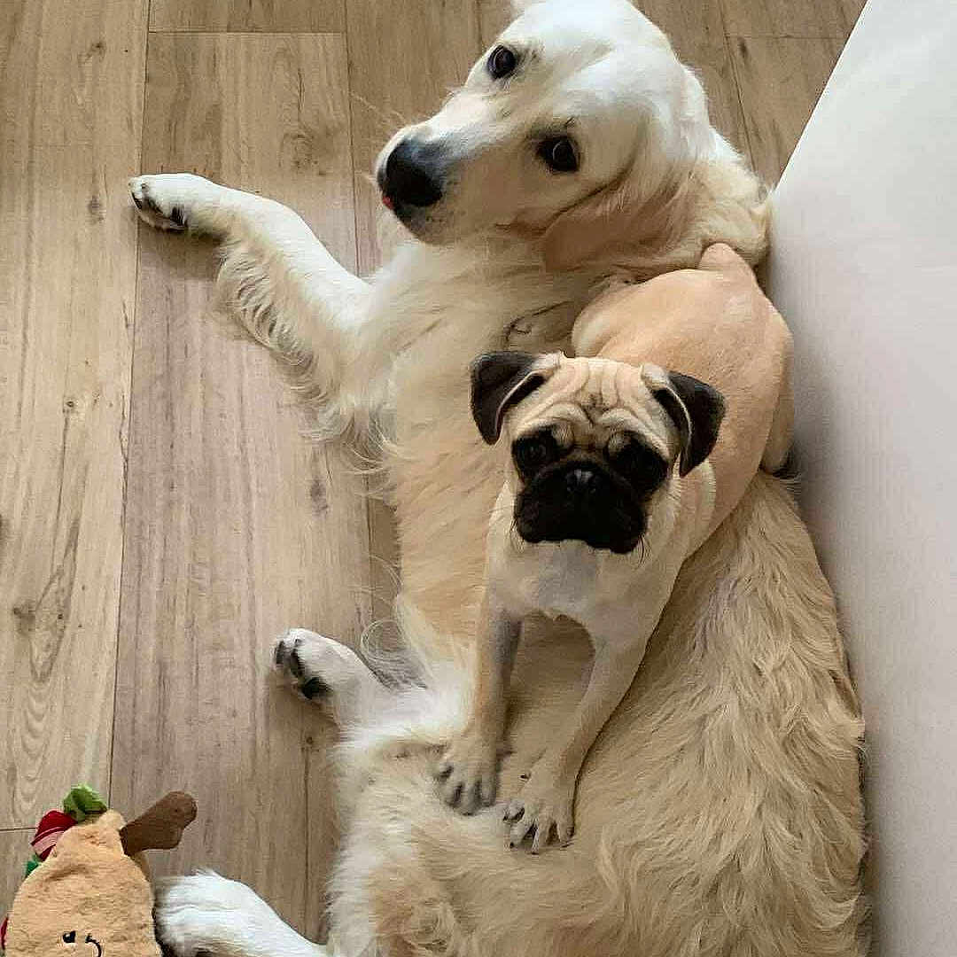 Umy Et Ella participe au concours pour gagner de l'argent avec cette photo : dog, golden_retriever, pug, indoor, wooden_floor, pet_toy, plush_toy, lying_down, cute, companion, animal, domestic, flooring, looking_up, pet, small_dog, large_dog, relaxed, cozy, playful